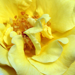Онлайн магазин за рози - парк – храст роза - жълт - Pоза Скóциаи Сзент Маргит - дискретен аромат - Мáрк Гергелй - -
